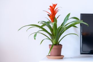 Different Types of Bromeliads and How to Care for Them