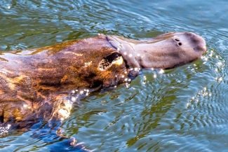 These Are Some of the Strangest Creatures on Earth
