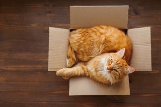 What is Schrödinger's cat?