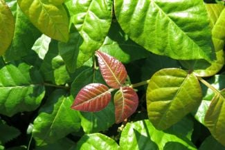How Do I Get Rid of Poison Ivy?