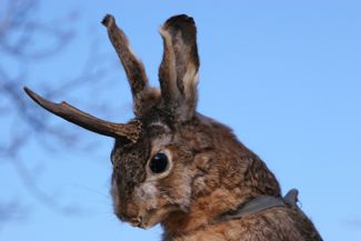 What is a Jackalope?