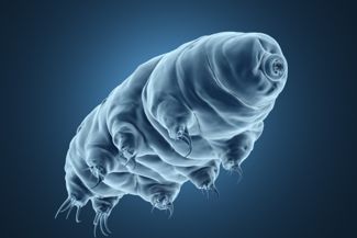 What are Tardigrades?