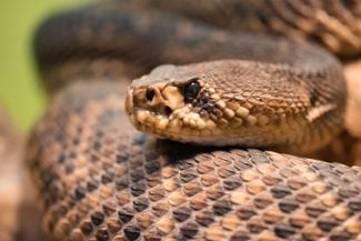 What Are the Most Venomous Snakes in the World?