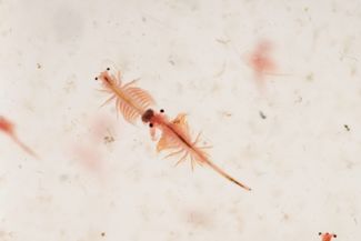 Whatever Happened to Sea Monkeys?
