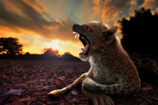 What is a Chupacabra?
