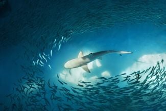 How Do Sharks Breathe?