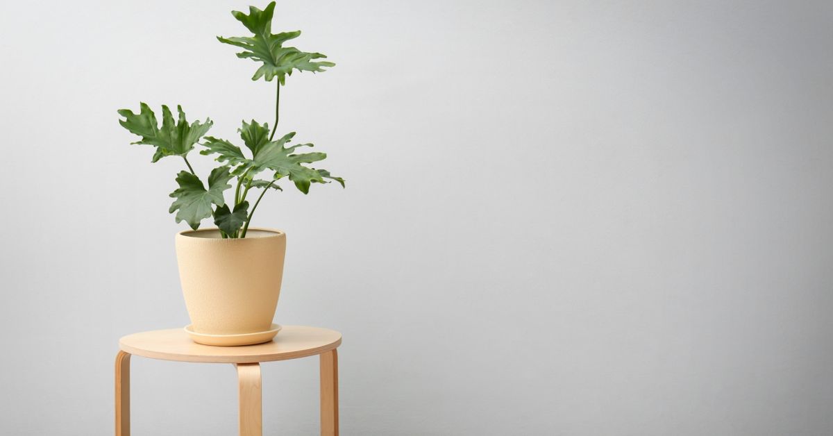 Houseplants You Can't Kill by Overwatering The Habitat
