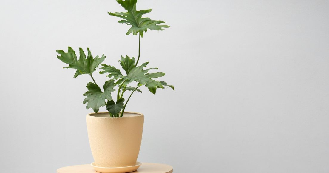 Houseplants You Can't Kill by Overwatering The Habitat