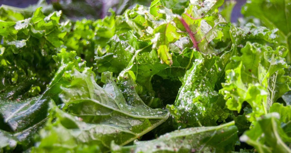 Can You Freeze Kale? The Habitat