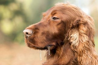What's the Deal with Pavlov's Dog?