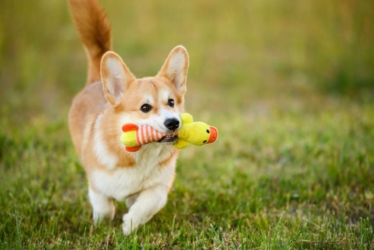 Funny young Pembroke Welsh Corgi dog runs while walking with his favorite toy in his teeth, playing with it. Outdoor games concept, pet shop, pet toys 