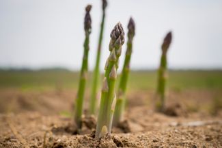 How to Plant, Grow, and Harvest Asparagus