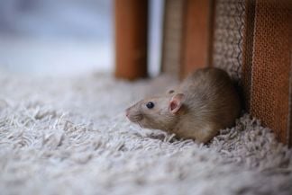How to Deal With a Mouse Infestation