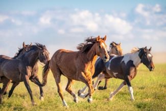 Unlock The Wisdom of Spirit Animals With These Tips