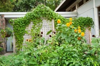 DIY Trellis Ideas for Your Garden