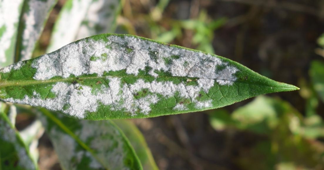Powdery Mildew Causes and Effective Remedies The Habitat
