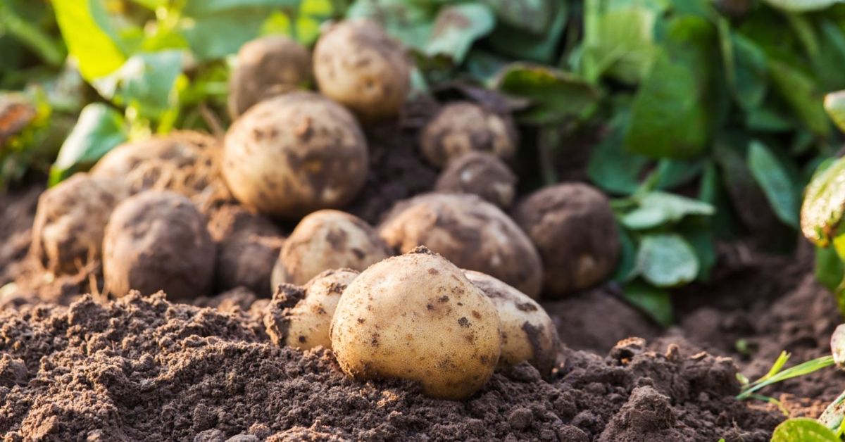 Growing Your Own Potatoes The Habitat