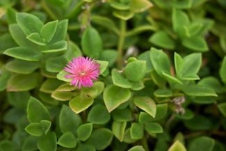 Brighten Your Yard With the Low-Maintenence Ice Plant
