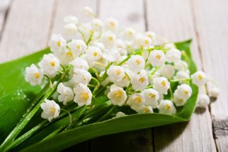 Lily of the Valley: A Guide to the Beautiful and Toxic Plant
