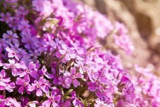 Creeping Phlox: A Vivacious Flowering Plant You’ll Love