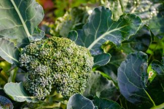 Get Your Greens by Growing Your Own Broccoli