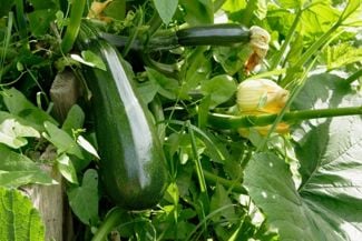 Tips and Tricks For Growing Zucchini