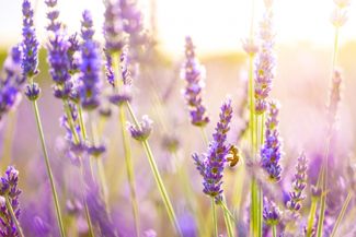 Purple Flowers That Create Eye-Popping Appeal