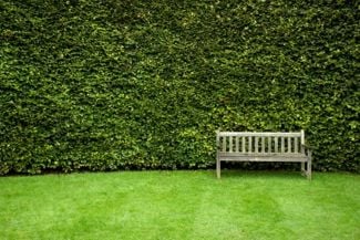 Beautiful Trees to Add Privacy to Your Backyard