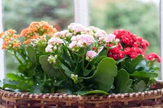 Kalanchoe: Blooming Succulents With Amazing Foliage