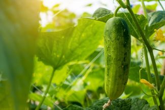 A Guide for Growing Cucumbers in Your Garden