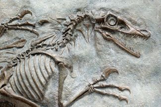 What Were Velociraptors?