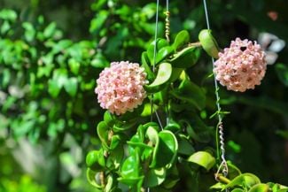 Growing Tips for a Fragrant Bloomer: The Hoya Plant