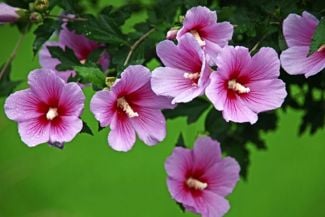Rose of Sharon: A Showy Summer Bloomer