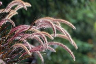 10 Ways to Use Ornamental Grasses in Your Landscape