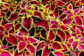 How to Grow the Colorful Rex Begonia