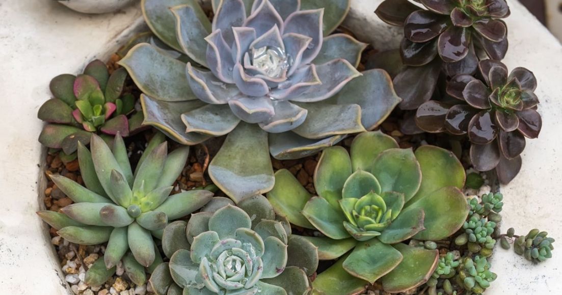 The Ultimate Guide to Growing Hens and Chicks Indoors The Habitat