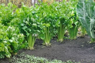 Tips for Growing Tastier Celery Yourself
