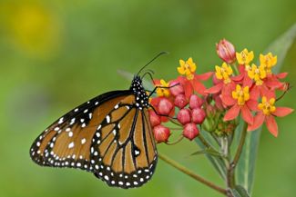 Attract Butterflies and Bees With the Milkweed Plant