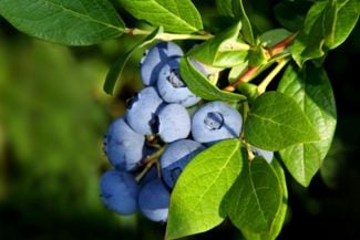 Bring Color to Your Garden by Growing Blueberries