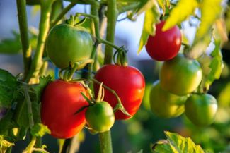 Expert Advice for Growing Your Best Tomatoes Yet