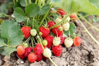 How To Grow Your Own Juicy Strawberries