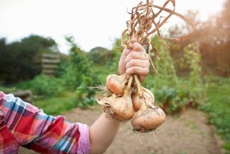 Start a Home Vegetable Garden With Delicious Onions