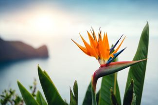 How To Grow the Elegant, Exotic Bird-of-Paradise