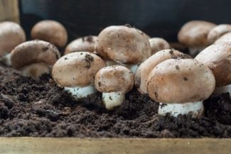 Having Fun with Fungus: A Guide to Growing Mushrooms