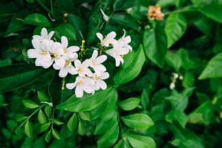 It's Easy to Grow Prolific, Aromatic Jasmine