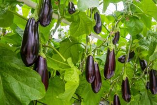 Pro Tips For a Bountiful Eggplant Harvest