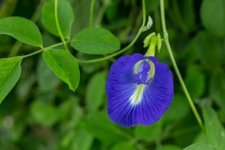 Tips for Growing the Magical Butterfly Pea Flower