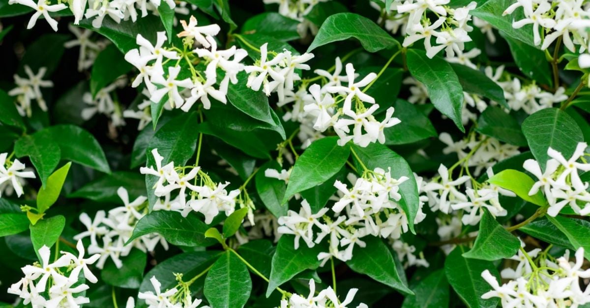 Star Jasmine Can Make Your Garden Shine The Habitat