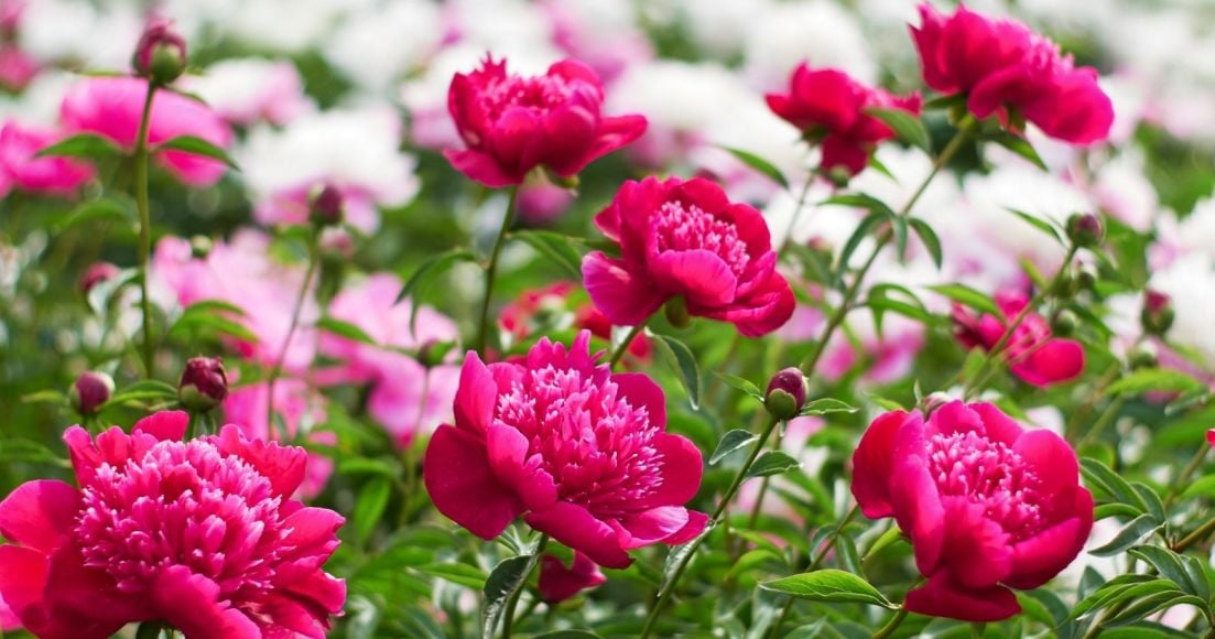 Growing and Caring for Peonies A Beginner's Guide The Habitat