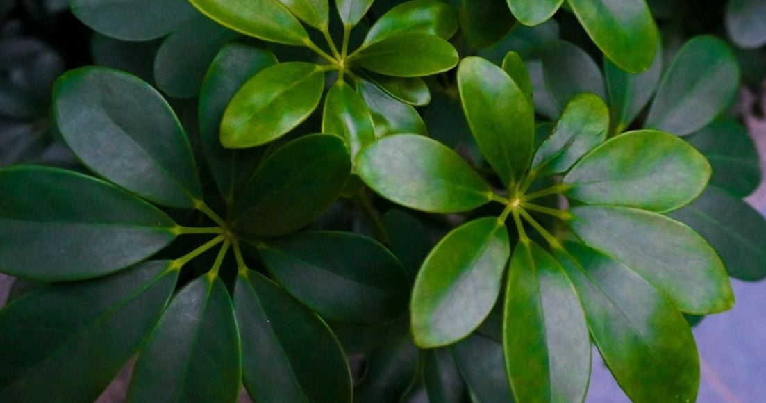 10 Steps to Successfully Cultivate Umbrella Plants - The Habitat
